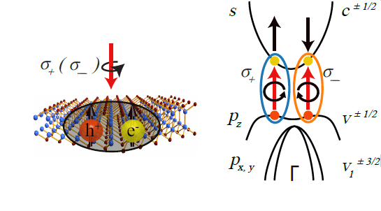 Spin Dynamics in Monochalcogenides